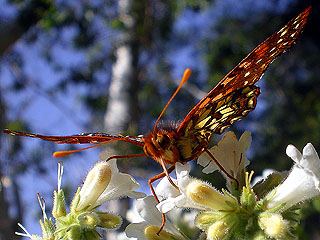 Butterfly