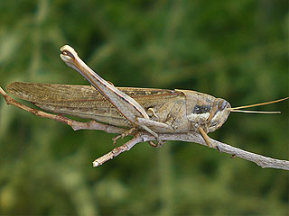 Locust