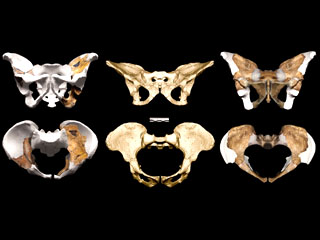 A. sediba pelvis