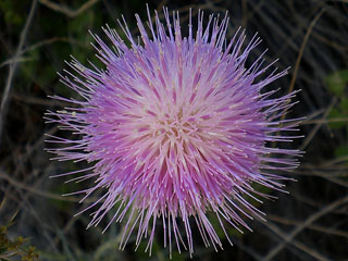 Thistle